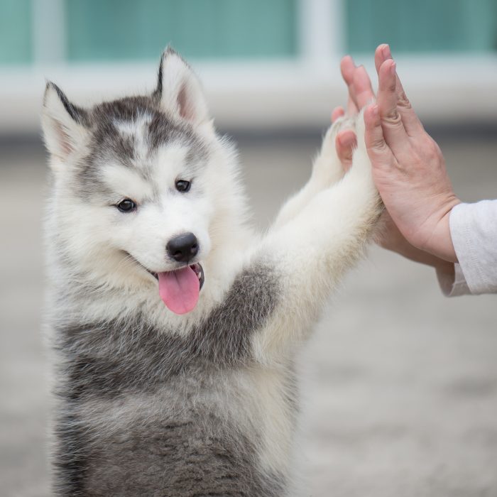 Puppy pressing his paw against a Girl hand